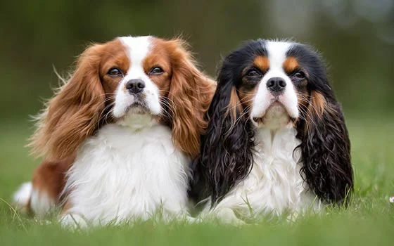 The Cavalier King Charles Spaniel: A Royal Companion Through Centuries